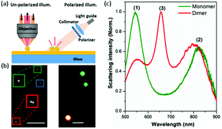 Graphical abstract: Hybrid plasmonic gap modes in metal film-coupled dimers and their physical origins revealed by polarization resolved dark field spectroscopy