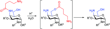 Graphical abstract: Investigations into the decomposition of aminoacyl-substituted monosaccharide scaffolds from a drug discovery library