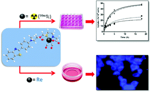 Graphical abstract: Isostructural Re(i)/99mTc(i) tricarbonyl complexes for cancer theranostics