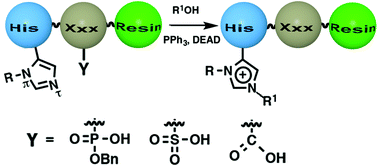 Graphical abstract: Mitsunobu mischief: neighbor-directed histidine N(τ)-alkylation provides access to peptides containing selectively functionalized imidazolium heterocycles