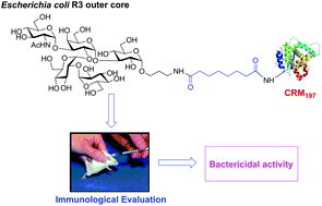 Graphical abstract: Chemical synthesis of the outer core oligosaccharide of Escherichia coli R3 and immunological evaluation