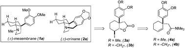 Graphical abstract: Concise total syntheses of (±)-mesembrane and (±)-crinane