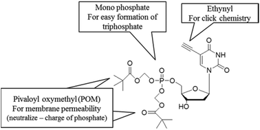 Graphical abstract: Phosphorylated 5-ethynyl-2′-deoxyuridine for advanced DNA labeling