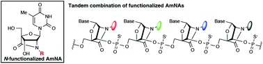 Graphical abstract: Amido-bridged nucleic acids with small hydrophobic residues enhance hepatic tropism of antisense oligonucleotides in vivo