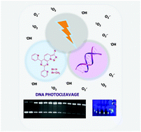 Graphical abstract: Triazolopyridopyrimidines: an emerging family of effective DNA photocleavers. DNA binding. Antileishmanial activity