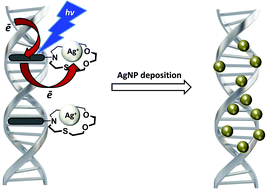 Graphical abstract: Photoinduced formation of stable Ag-nanoparticles from a ternary ligand-DNA-Ag+ complex