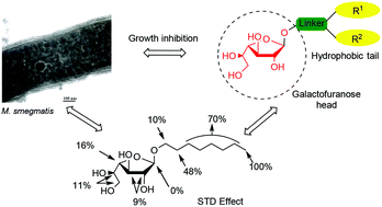 Graphical abstract: Synthesis and evaluation of 1,2-trans alkyl galactofuranoside mimetics as mycobacteriostatic agents