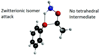 Graphical abstract: The role of ammonia oxide in the reaction of hydroxylamine with carboxylic esters