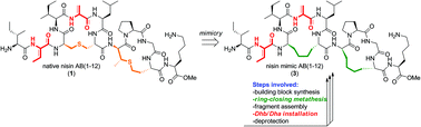 Graphical abstract: Synthesis of nisin AB dicarba analogs using ring-closing metathesis: influence of sp3versus sp2 hybridization of the α-carbon atom of residues dehydrobutyrine-2 and dehydroalanine-5 on the lipid II binding affinity