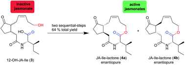 Graphical abstract: Synthesis, structural characterization and biological activity of two diastereomeric JA-Ile macrolactones