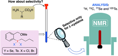 Graphical abstract: 77Se and 125Te NMR spectroscopy on a selectivity study of organochalcogenanes with l-amino acids