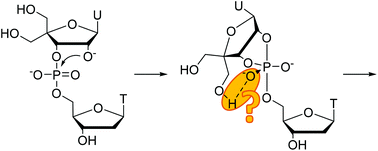 Graphical abstract: Participation of an additional 4′-hydroxymethyl group in the cleavage and isomerization of ribonucleoside 3′-phosphodiesters