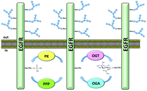 Graphical abstract: O-GlcNAcylation of the human epidermal growth factor receptor