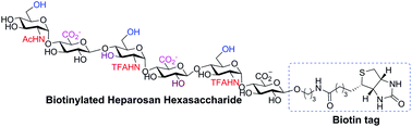 Graphical abstract: Facile chemoenzymatic synthesis of biotinylated heparosan hexasaccharide