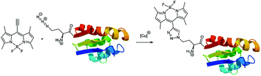 Graphical abstract: Site-specific conjugation of 8-ethynyl-BODIPY to a protein by [2 + 3] cycloaddition