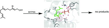 Graphical abstract: Inhibition of a multiproduct terpene synthase from Medicago truncatula by 3-bromoprenyl diphosphates