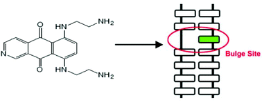 Graphical abstract: Binding of pixantrone to DNA at CpA dinucleotide sequences and bulge structures