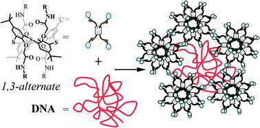 Graphical abstract: The synthesis of new amphiphilic p-tert-butylthiacalix[4]arenes containing peptide fragments and their interaction with DNA