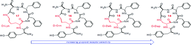 Graphical abstract: Ring size in cyclic endomorphin-2 analogs modulates receptor binding affinity and selectivity