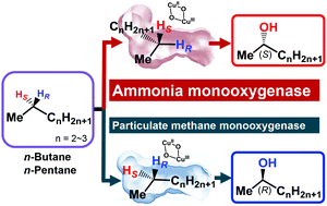 Graphical abstract: Discrimination of the prochiral hydrogens at the C-2 position of n-alkanes by the methane/ammonia monooxygenase family proteins