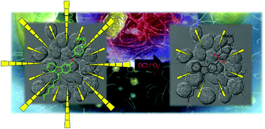 Graphical abstract: Cyanine fluorophores for cellular protection against ROS in stimulated macrophages and two-photon ROS detection