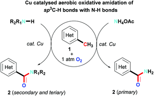 Graphical abstract: Copper catalysed direct amidation of methyl groups with N–H bonds