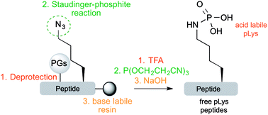 Graphical abstract: Direct access to site-specifically phosphorylated-lysine peptides from a solid-support