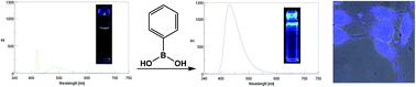 Graphical abstract: Detection of boronic acid derivatives in cells using a fluorescent sensor