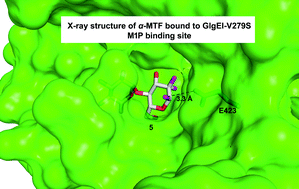 Graphical abstract: Synthesis of 2-deoxy-2,2-difluoro-α-maltosyl fluoride and its X-ray structure in complex with Streptomyces coelicolor GlgEI-V279S