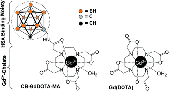 Graphical abstract: Synthesis, relaxation properties and in vivo assessment of a carborane-GdDOTA-monoamide conjugate as an MRI blood pool contrast agent