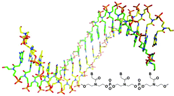 Graphical abstract: Achiral, acyclic nucleic acids: synthesis and biophysical studies of a possible prebiotic polymer