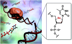 Graphical abstract: Synthesis of DNA fragments containing 2′-deoxy-4′-selenonucleoside units using DNA polymerases: comparison of dNTPs with O, S and Se at the 4′-position in replication