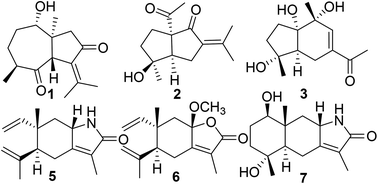 Graphical abstract: Natural nitric oxide (NO) inhibitors from the rhizomes of Curcuma phaeocaulis