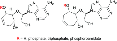 Graphical abstract: Synthesis and biological evaluation of conformationally restricted adenine bicycloribonucleosides