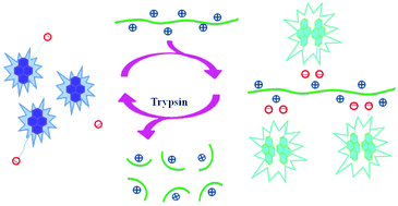 Graphical abstract: A simple fluorescent probe based on a pyrene derivative for rapid detection of protamine and monitoring of trypsin activity