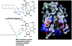 Graphical abstract: Design, synthesis and biological evaluation of 5′-C-piperidinyl-5′-O-aminoribosyluridines as potential antibacterial agents