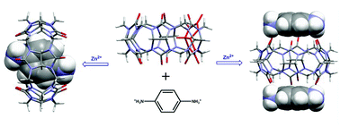 Graphical abstract: Mixed behavior of p-phenylenediaminium guest binding with the inverted cucurbit[6]uril host