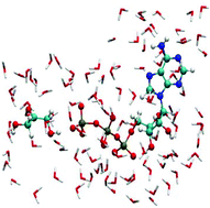 Graphical abstract: A computational study of the phosphoryl transfer reaction between ATP and Dha in aqueous solution