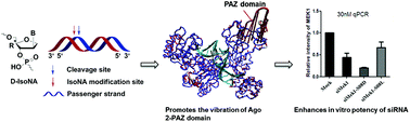 Graphical abstract: d-Isonucleotide (isoNA) incorporation around cleavage site of passenger strand promotes the vibration of Ago2-PAZ domain and enhances in vitro potency of siRNA