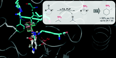 Graphical abstract: ω-Transaminases for the amination of functionalised cyclic ketones