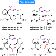 Graphical abstract: Paleo-soraphens: chemical total syntheses and biological studies