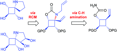 Graphical abstract: Synthesis of a new class of iminosugars based on constrained azaspirocyclic scaffolds by way of catalytic C–H amination