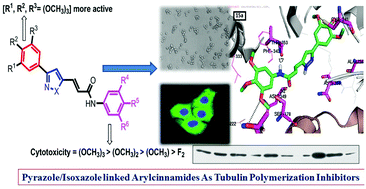 Graphical abstract: Design and synthesis of pyrazole/isoxazole linked arylcinnamides as tubulin polymerization inhibitors and potential antiproliferative agents