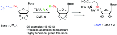 Graphical abstract: An efficient method for the synthesis of selenium modified nucleosides: its application in the synthesis of Se-adenosyl-l-selenomethionine (SeAM)