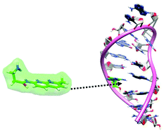 Graphical abstract: NMR study on the interaction of the conserved CREX ‘stem–loop’ in the Hepatitis E virus genome with a naphthyridine-based ligand