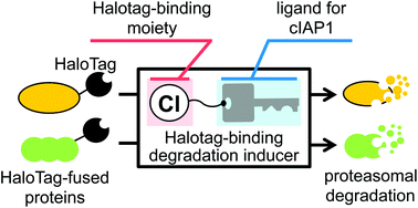 Graphical abstract: Degradation of HaloTag-fused nuclear proteins using bestatin-HaloTag ligand hybrid molecules