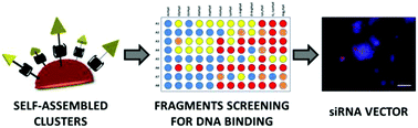 Graphical abstract: Multivalent DNA recognition by self-assembled clusters: deciphering structural effects by fragments screening and evaluation as siRNA vectors