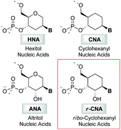 Graphical abstract: Oligonucleotides containing a ribo-configured cyclohexanyl nucleoside: probing the role of sugar conformation in base pairing selectivity