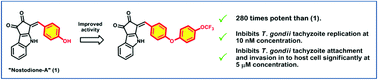 Graphical abstract: Synthesis of the cyanobacterial metabolite nostodione A, structural studies and potent antiparasitic activity against Toxoplasma gondii