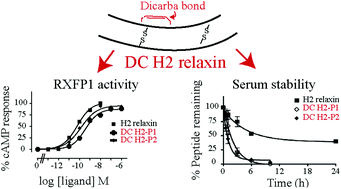 Graphical abstract: Chemically synthesized dicarba H2 relaxin analogues retain strong RXFP1 receptor activity but show an unexpected loss of in vitro serum stability